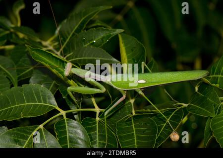 Europäische Mantis Mantis religiosa. Bornos. Cadiz. Andalusien. Spanien. Stockfoto