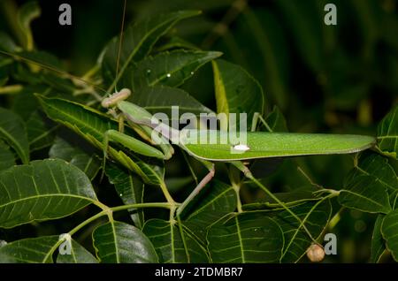 Europäische Mantis Mantis religiosa. Bornos. Cadiz. Andalusien. Spanien. Stockfoto