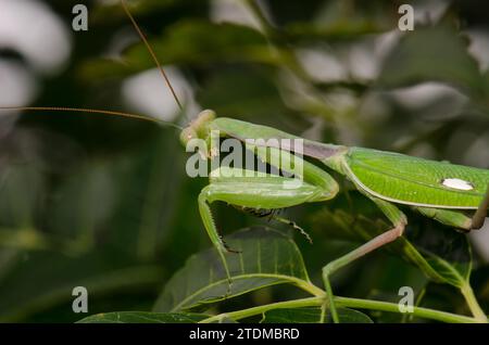 Europäische Mantis Mantis religiosa. Bornos. Cadiz. Andalusien. Spanien. Stockfoto