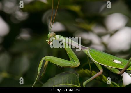 Europäische Mantis Mantis religiosa. Bornos. Cadiz. Andalusien. Spanien. Stockfoto