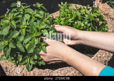 Hände einer Frau Pflanzen aromatische Kräuter im Garten, Nahaufnahme, Hausgarten als Hobby- und Naturnahrungskonzept Stockfoto