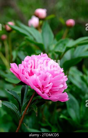 Rosa Pfingstrose Sarah Bernhardt, Doppelblumen in rosa, geraffter weißer Rand an den Blütenblättern Stockfoto