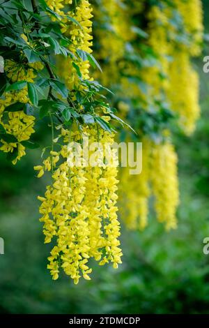 Laburnum anagyroides, gemeinsames Laburnum, kaskadierende Gruppen von gelben, erbsenähnlichen Blüten Stockfoto