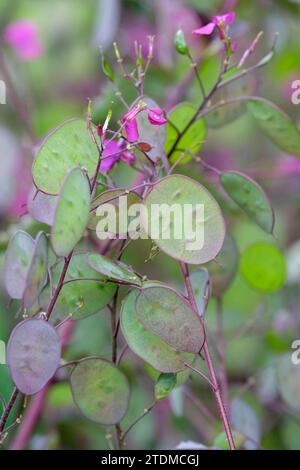 Lunaria annua Chedglow, Ehrlichkeit Chedglow, Haufen rosa-lila Blüten, flache, runde Samenkapseln Stockfoto