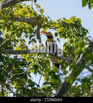 Nelliyampathy, wo der majestätische große Nashornvogel durch üppige Regenwälder schwingt und die wilde Schönheit der Western Ghats in Kerala, Indien, verkörpert. Stockfoto