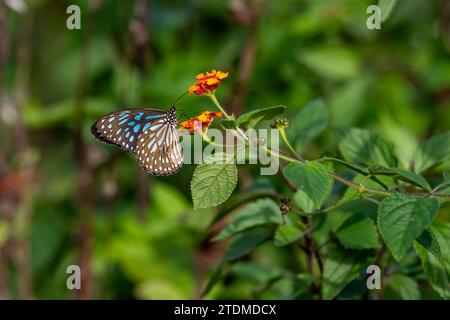 Erleben Sie das Wesen von Keralas atemberaubender Wildnis: Blaue Tiger-Schmetterlinge und Lantana-Blüten in Gavis Eco Paradise. Stockfoto