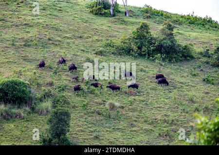 Bewahrung der Majestät, Bewahrung des Gaur: Eine Reise durch die Wildlife Wonders of Incredible India Stockfoto