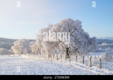 Dezember Nebel, Schnee und Raureif auf silbernen Birken in der Muränen-Landschaft. Morayshire, Schottland Stockfoto