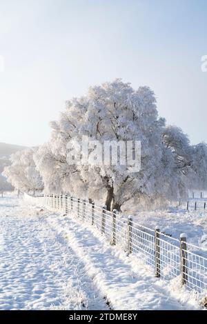 Dezember Nebel, Schnee und Raureif auf silbernen Birken in der Muränen-Landschaft. Morayshire, Schottland Stockfoto