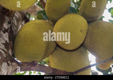 Jackfrucht am Zweig des Baumes, im wilden tropischen Regenwald in der Zentralafrikanischen Republik Stockfoto