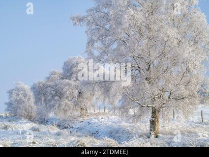 Dezember Schnee und Raureif auf Silberbirken in der Muränen Landschaft. Morayshire, Schottland Stockfoto