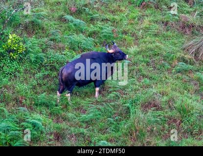 Bewahrung der Majestät, Bewahrung des Gaur: Eine Reise durch die Wildlife Wonders of Incredible India Stockfoto