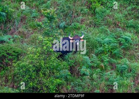 Bewahrung der Majestät, Bewahrung des Gaur: Eine Reise durch die Wildlife Wonders of Incredible India Stockfoto