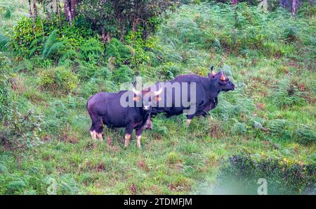 Bewahrung der Majestät, Bewahrung des Gaur: Eine Reise durch die Wildlife Wonders of Incredible India Stockfoto