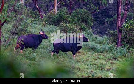 Bewahrung der Majestät, Bewahrung des Gaur: Eine Reise durch die Wildlife Wonders of Incredible India Stockfoto