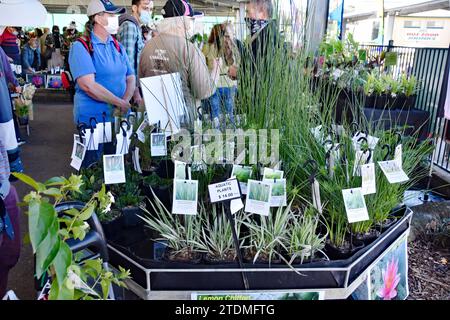 MARKTSTAND DER ANLAGE Stockfoto