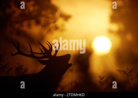IN SPANNENDEN Bildern zeigen sich zwei Erwachsene männliche Rotwild, die sich in einer Show der Dominanz während der goldenen Morgenstunde in Bushy bekämpfen Stockfoto