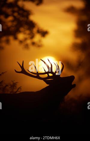 Rotwild-Hirsch aufgeblähte britische SPANNENDE Bilder zeigen zwei Erwachsene männliche Rotwild, die sich in einer Show der Dominanz während der goldenen Morgenstunde in B bekämpfen Stockfoto