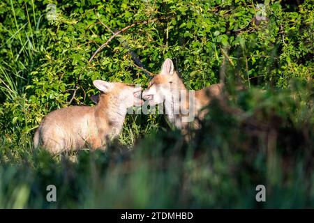 Europäischer Fuchs,Fuchs,Fuchs im April,Fuchswelpen,Füchse,Hundeartige,Jungfuchs,Jungfuchs in Baunähe,Jungfüchse,Listiger Fuchs,Raubtier,Reinecke,rein Stockfoto