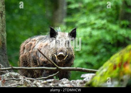 Borstentiere,echte Schweine,Frischlinge,Paarhufer,Sau,Sauen,Sauen im Juni,Sauen im Wald,Schwarzkittel,Schwarzwild,Schwein,Schweine,Suckel,Sus scrofa s Stockfoto