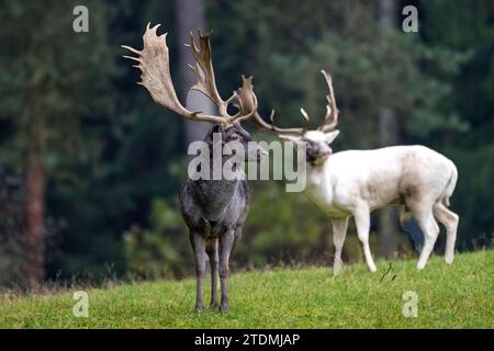 Brunftzeit Damwild,Cerviden,Dama Dama,Damhirsch,Damhirsche,Damwild-Schaufler zur Brunftzeit im herbstlichen Wald,echte Hirsche,Geweihträger,He Stockfoto