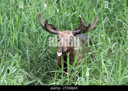 Alces alces,Elch,Elch im Schilf,Elch im Sommer,Elen,Europäischer Elch,Hirsch,Hirsche,Junger Elchbulle,Paarhufer,Trughirsch,Trughirsche,Wiederkäuer Stockfoto