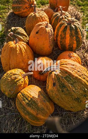 Verschiedene grüne und gelbe Kürbisse werden während der Ernte übereinander gestapelt. Blick von oben auf riesige gepunktete Kürbisse mit harter Haut, die draußen auf Strohballen liegen. Ernte, Halloween-Konzept. Stockfoto