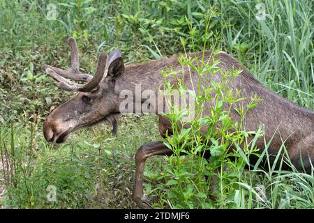 Alces alces,Elch,Elch im Schilf,Elch im Sommer,Elen,Europäischer Elch,Hirsch,Hirsche,Junger Elchbulle,Paarhufer,Trughirsch,Trughirsche,Wiederkäuer Stockfoto