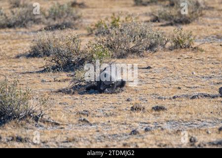 Honigdachs Ratel Mellivory Capensis Etosha NP Nationalpark Namibia Afrika Stockfoto