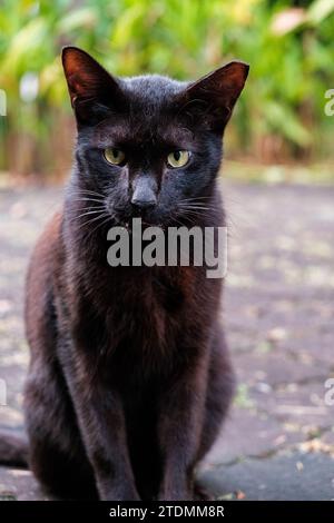 Die Schwarze Katze Starrt Vom Bürgersteig Stockfoto