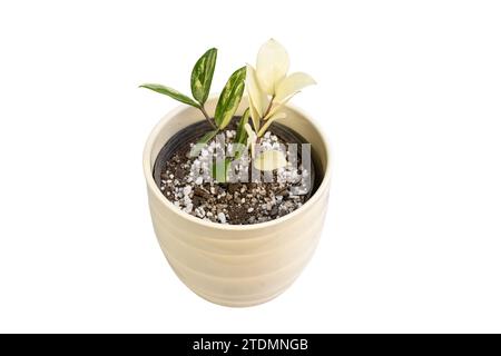 Vervielfaßte zamioculcas zamiifolia-Pflanze in einem Keramiktopf auf weißem isoliertem Hintergrund Stockfoto