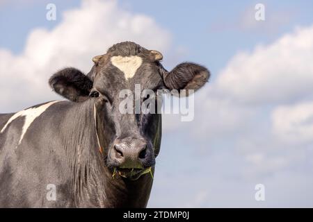 Ein Kuhkopf schwarz-weiß, freundlich, vor einem blauen Himmel Stockfoto