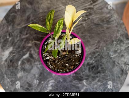 Ansicht der verschiedenfarbigen zamioculcas zamiifolia-Pflanze aus dem oberen Winkel Stockfoto