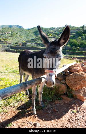 Esel, ein edles Haustier, das für die Bodenbearbeitung auf den Feldern verwendet wird. Ländliche Umwelt Stockfoto