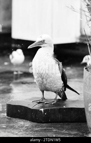 Kleverlaan Vogelkrankenhaus renoviert + Fotos von Eulen, Falken, Krähen, Vögeln, Haarlem, Kleverlaan, Niederlande, 23-09-1980, Whizgle News from the Past, maßgeschneidert für die Zukunft. Erkunden Sie historische Geschichten, das Image der niederländischen Agentur aus einer modernen Perspektive, die die Lücke zwischen den Ereignissen von gestern und den Erkenntnissen von morgen überbrückt. Eine zeitlose Reise, die die Geschichten prägt, die unsere Zukunft prägen Stockfoto