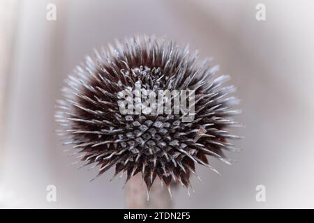 Thistle Samenkopf in Nahaufnahme mit unscharfem Rückenboden Stockfoto