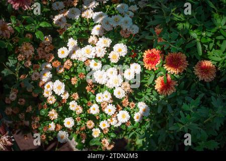 Bild verschiedener Chrysanthemen in der Natur. Stockfoto