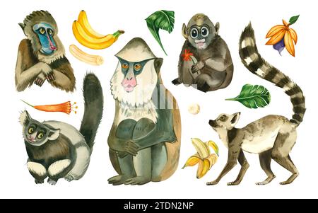 Große Aquarellillustrationen. Affen im Dschungel. Lemuren, Makaken, Gibbons, Kapuziner, Monas Affe und Früchte und tropische Blätter. Stockfoto