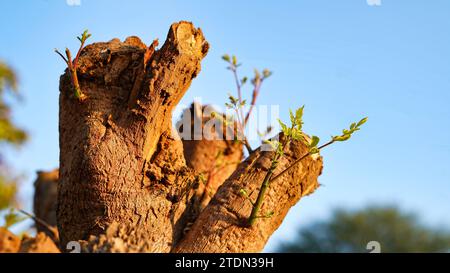 Junge Baumsetze, die aus einem alten Moringa-Baum auftauchen. Ökologisches und nachhaltiges Wiederaufbaukonzept Stockfoto