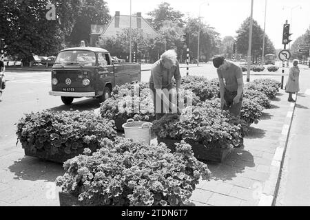 Pflege von Blumenkästen Houtplein, öffentlichen Gärten, Pflanzen, Sträuchern, Heistern, Haarlem, Houtplein, Niederlande, 24-07-1980, Whizgle News from the Past, maßgeschneidert für die Zukunft. Erkunden Sie historische Geschichten, das Image der niederländischen Agentur aus einer modernen Perspektive, die die Lücke zwischen den Ereignissen von gestern und den Erkenntnissen von morgen überbrückt. Eine zeitlose Reise, die die Geschichten prägt, die unsere Zukunft prägen Stockfoto