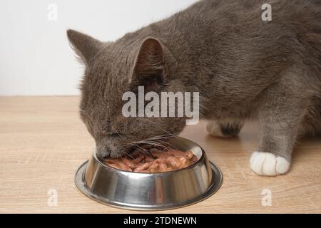 Katzen Essen Nassfutter. Tabby Gray Kitten isst Spezialessen aus der Silberschale gegen die weiße Wand. Nahaufnahme. Süße hungrige Katze zu Hause. Inländisch Stockfoto