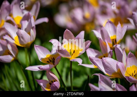 Eine Nahaufnahme von rosa und gelben Tulpen mit geringer Schärfentiefe Stockfoto