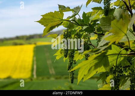 Ein Platanen-Baum, der im Frühling mit Panicles gefüllt ist Stockfoto