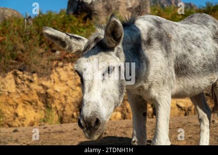 Grau, schwarz und weiß gefärbter Esel weidet auf dem Feld mit Gift im Hintergrund Stockfoto