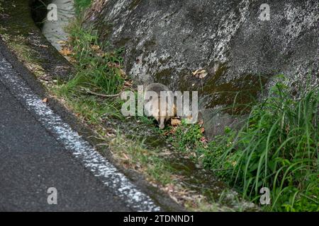 Der japanische Dachs (Meles anakuma) ist eine fleischfressende Art aus der Familie der Mustelidae. Stockfoto