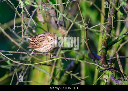 Weibliche Reed-Flaute, Emberiza Schoeniclus, auf einem Busch-Zweig Stockfoto