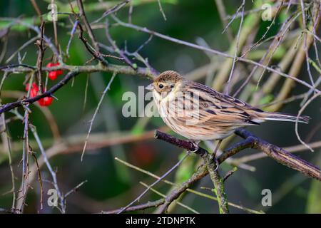 Weibliche Reed-Flaute, Emberiza Schoeniclus, auf einem Busch-Zweig Stockfoto