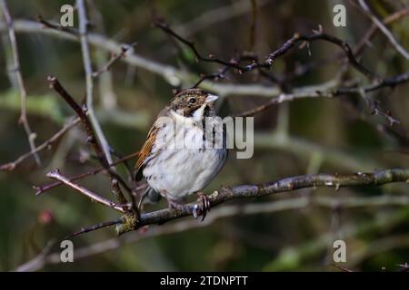 Männliche Reed-Flaute, Emberiza Schoeniclus, auf einem Buschzweig Stockfoto