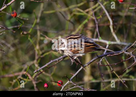 Weibliche Reed-Flaute, Emberiza Schoeniclus, auf einem Busch-Zweig Stockfoto