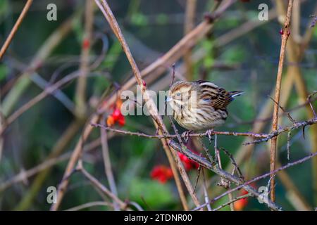 Weibliche Reed-Flaute, Emberiza Schoeniclus, auf einem Busch-Zweig Stockfoto